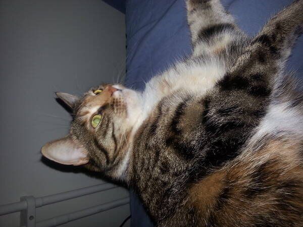 Katt - Bondkatten Smilla