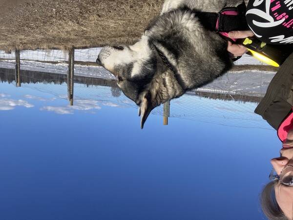 Hund - Jämthunden, Dunder