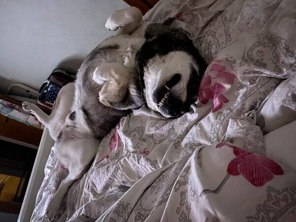 Hund - Jämthunden, Dunder