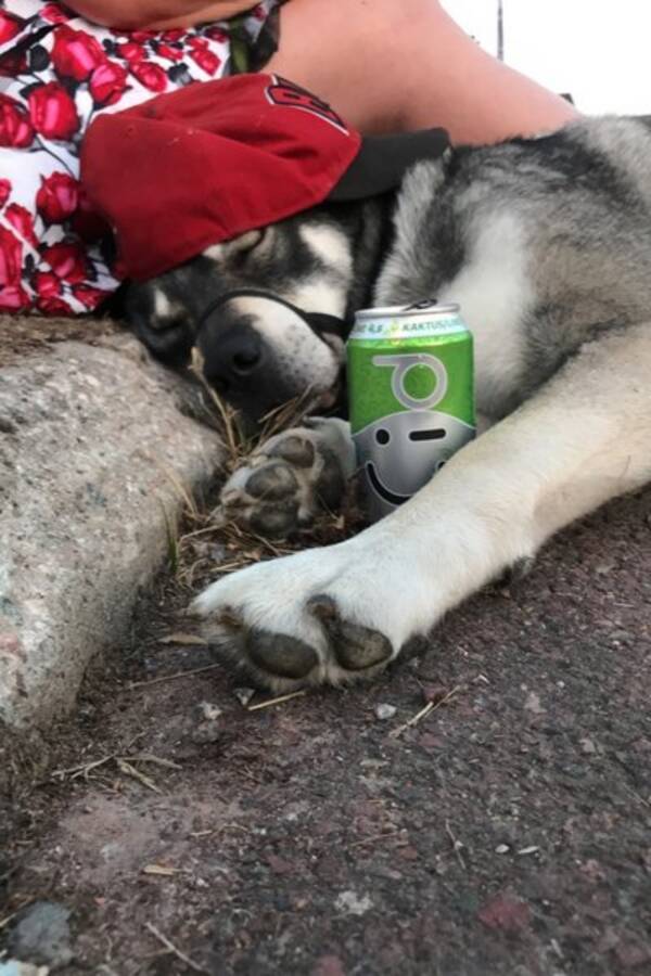 Hund - Jämthunden, Dunder
