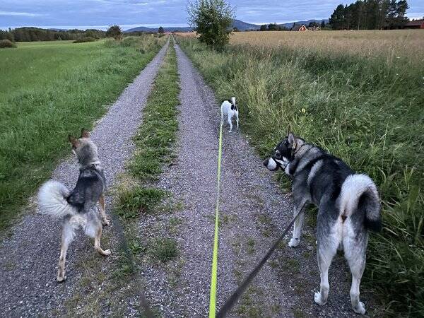 Hund - Dansksvenskgårdshund, Blixten