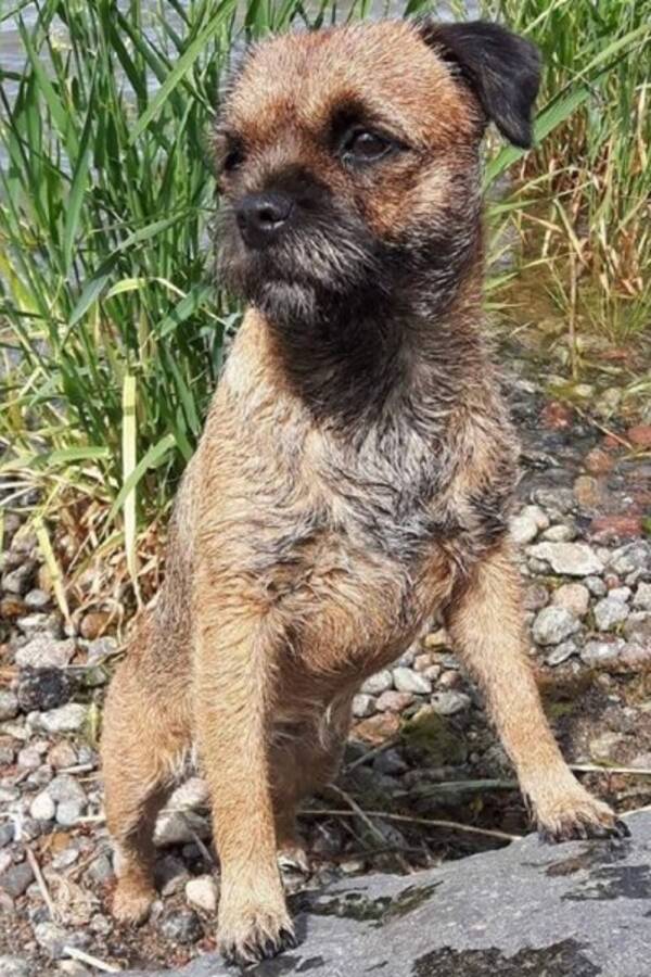 Hund - Luda Mae, Border Terrier