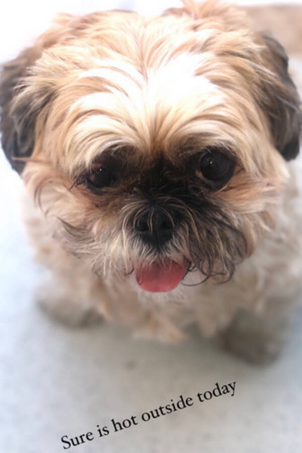 Hund - Shih Tzu Hund - Shih Tzu