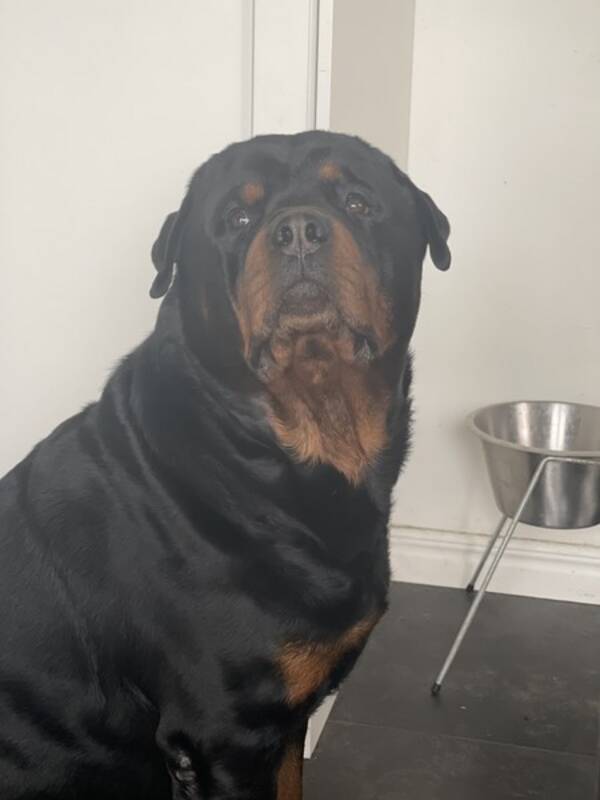 Hund - Rottweilern Daddy 