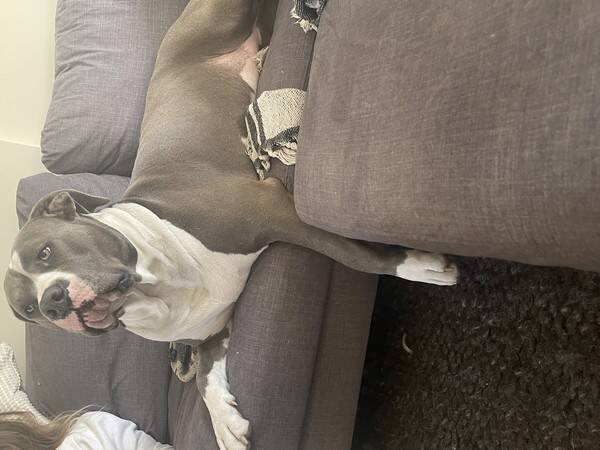 Hund - American Bullyn Bella 