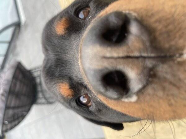 Hund - Rottweilern Daddy 
