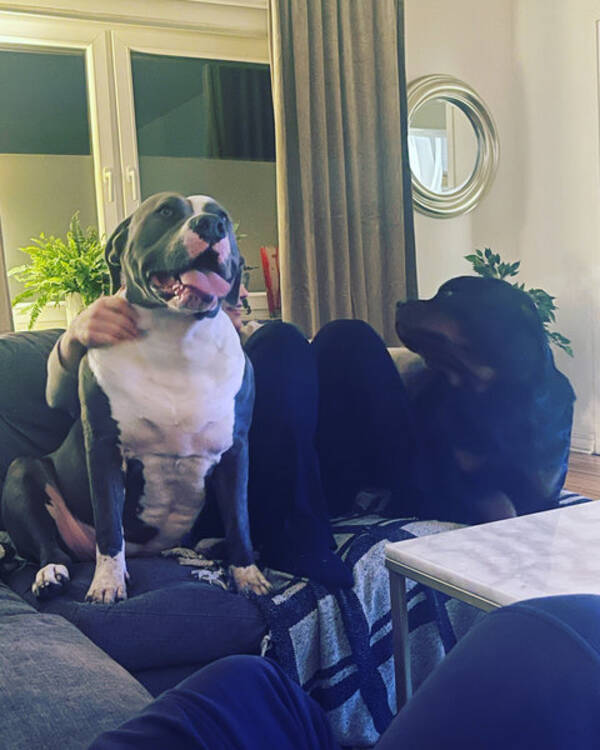 Hund - American Bullyn Bella 