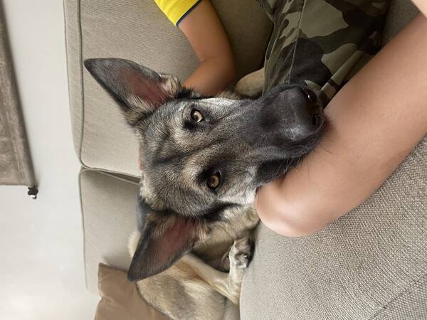 Hund - Scout - american wolfdog