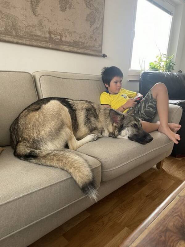 Hund - Scout - american wolfdog