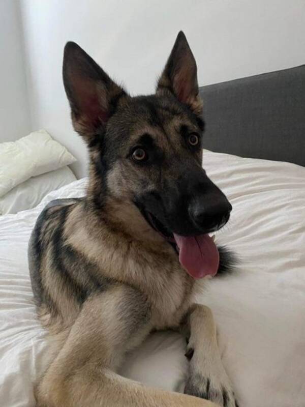 Hund - Scout - american wolfdog