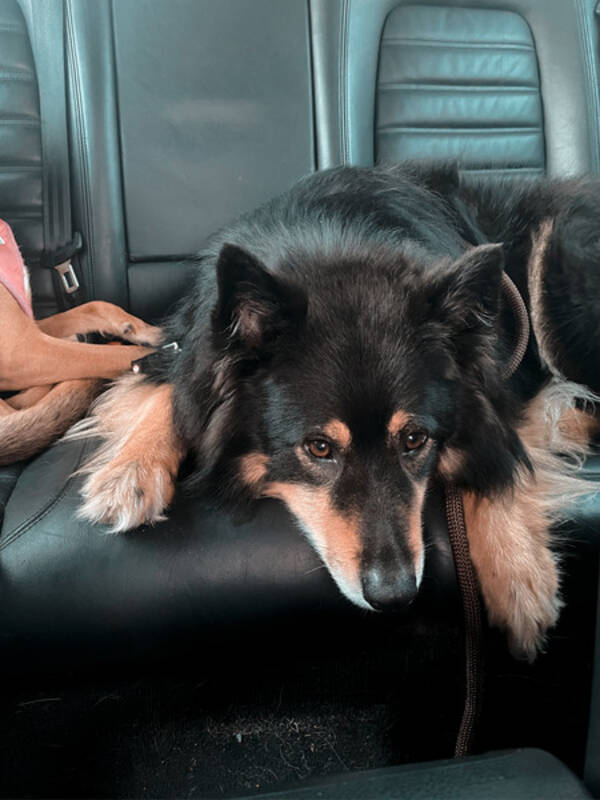 Hund - Rocky - finsk lapphund