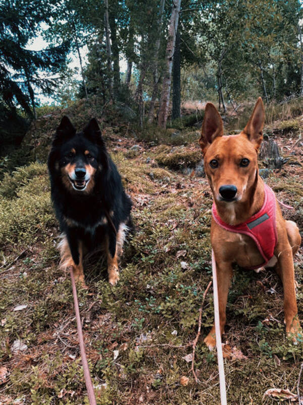 Hund - Rocky - finsk lapphund
