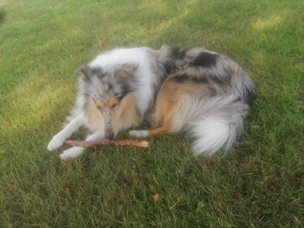 Hund - Selma,  Colli