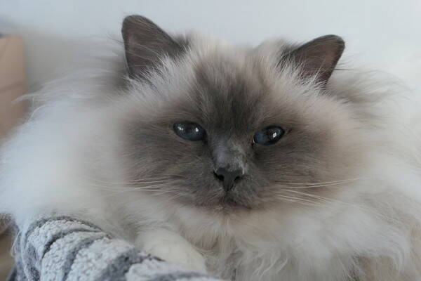 Katt - Hellig birma, blmasket