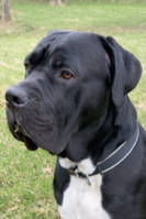 Egon - Cane Corso Egon - Cane Corso