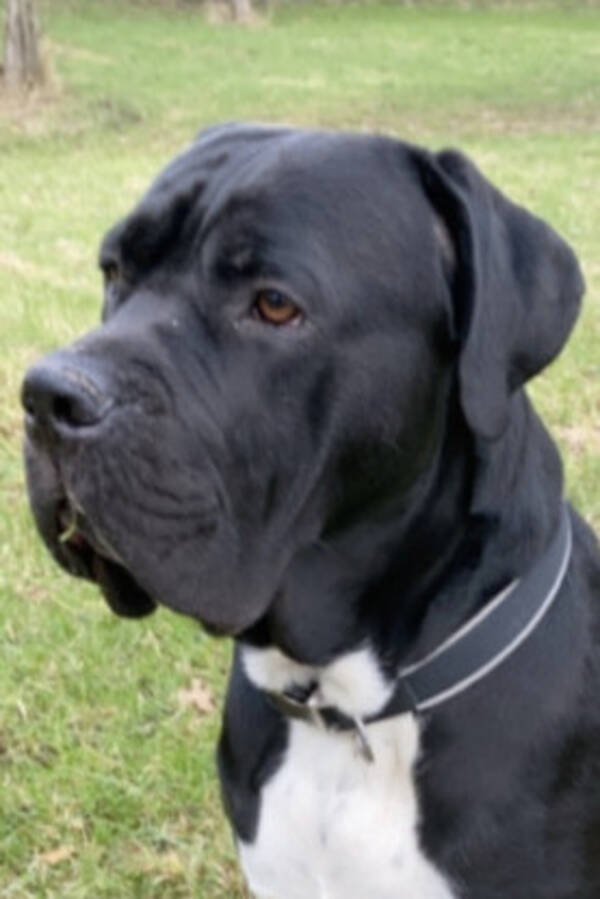 Hund - Egon - Cane Corso