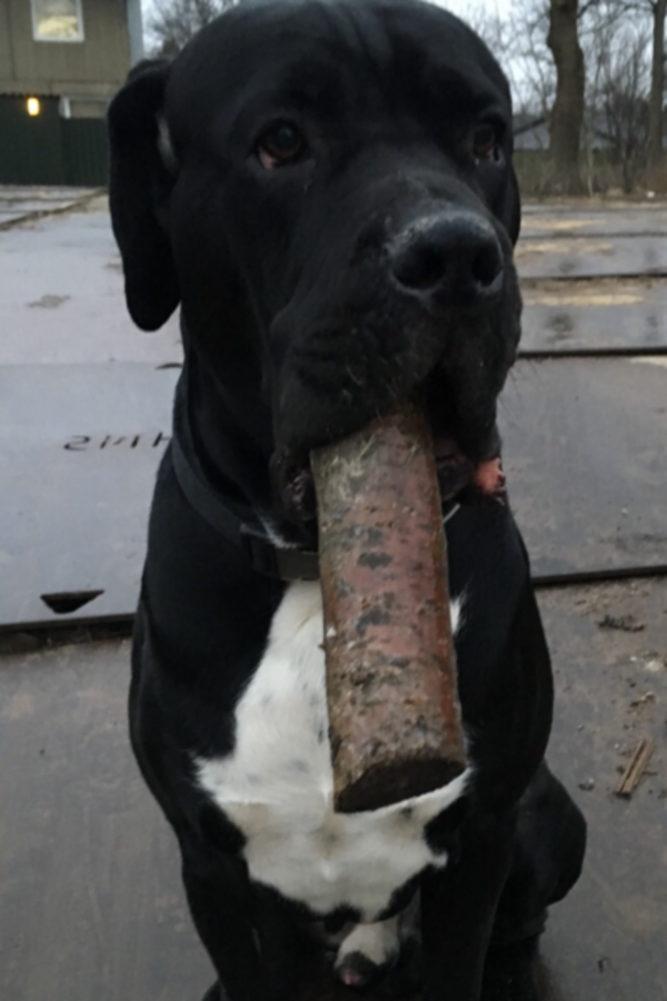 Hund - Egon - Cane Corso Hund - Egon - Cane Corso