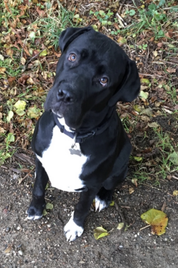 Hund - Egon - Cane Corso Hund - Egon - Cane Corso