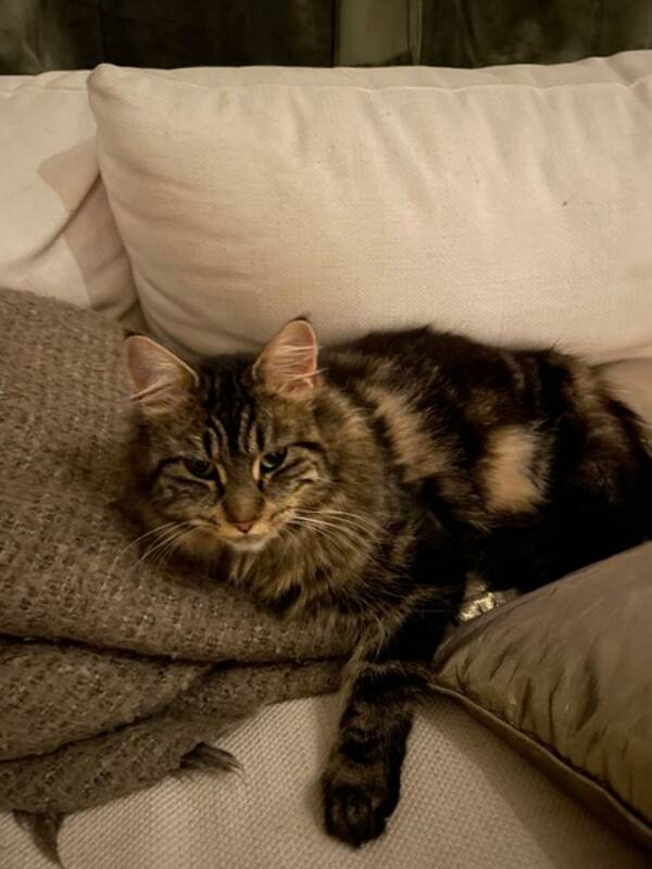 Katt - blandingskatt Luna Minerva (f 11/2020)