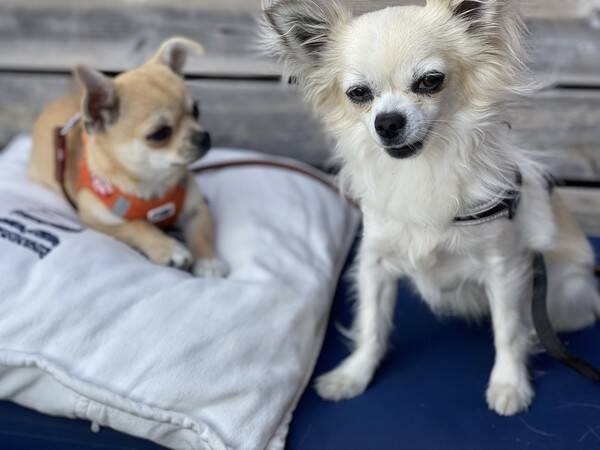 Hund - Bamse och Bosse 