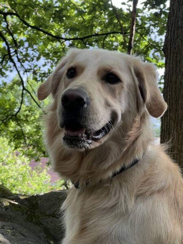 Hund - Golden retriever /schfer Simba