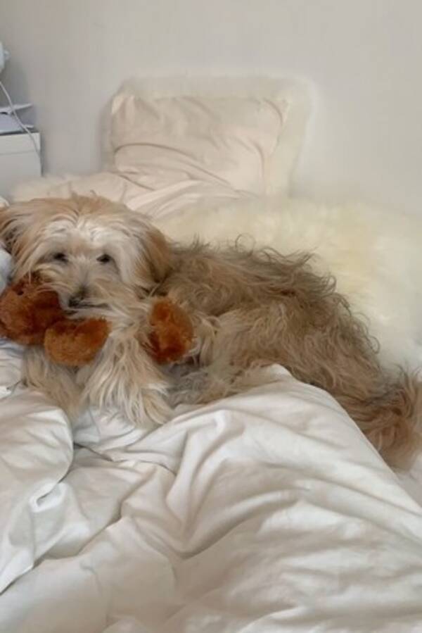 Hund - Timon