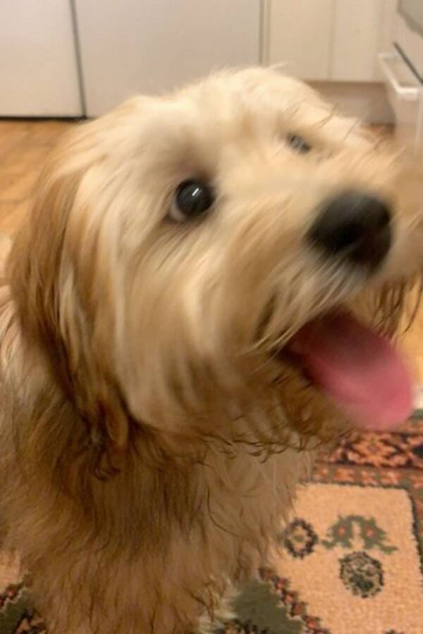 Hund - Timon