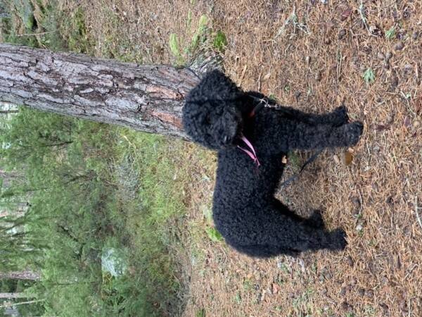 Hund - Australsk Cobberdog Maja 9 r