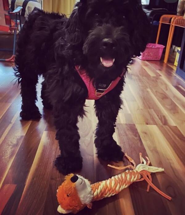 Hund - Cockerpoo