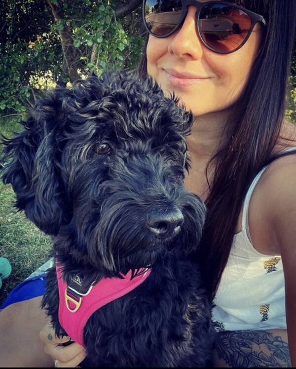 Hund - Cockerpoo