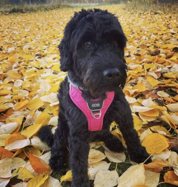 Hund - Cockerpoo