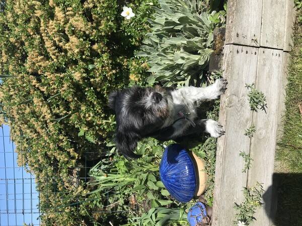 Hund - Betty blandras Hund - Betty blandras