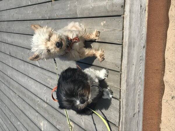 Hund - Betty blandras Hund - Betty blandras