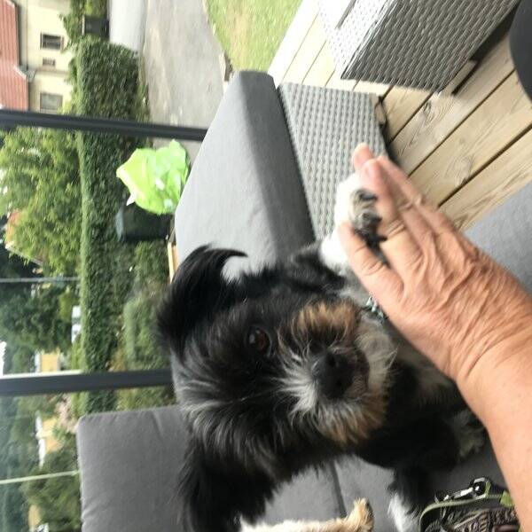 Hund - Betty blandras Hund - Betty blandras