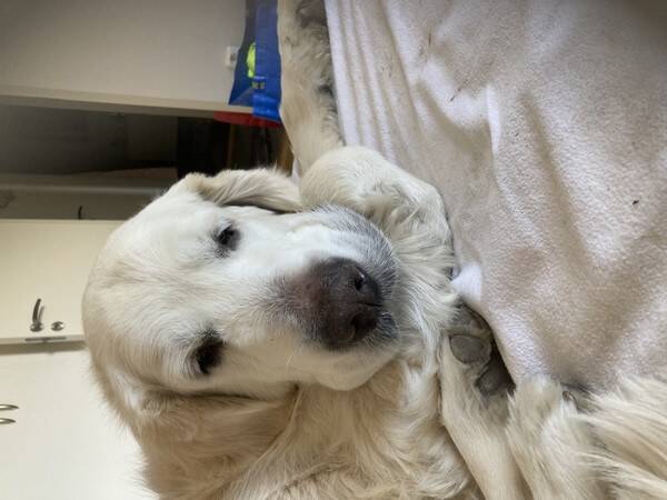 Hund - Golden Retriver Rocky 