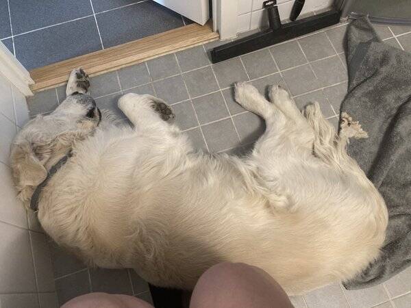 Hund - Golden Retriver Rocky 