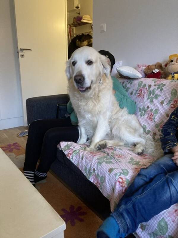 Hund - Golden Retriver Rocky 