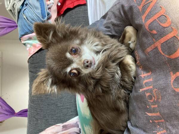 Hund - Chihuahua Molly 12 r