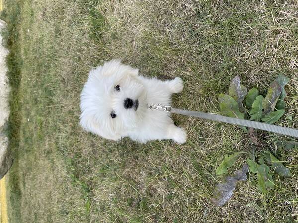 Hund