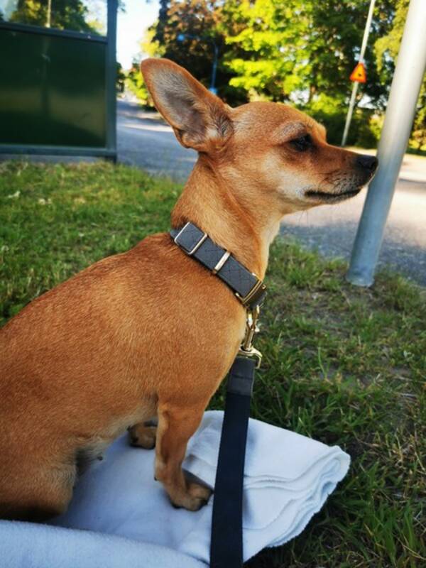 Hund