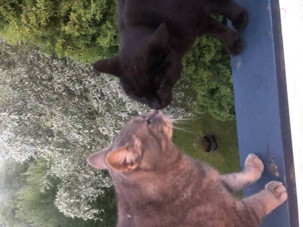 Katt