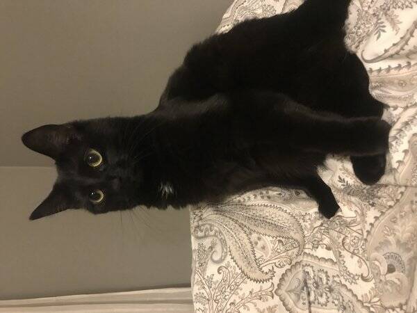 Katt