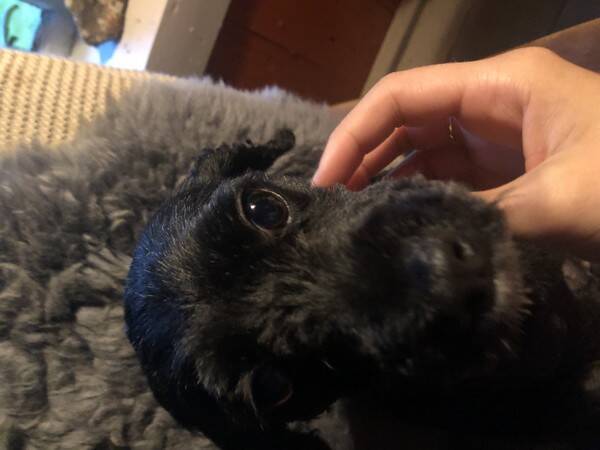 Hund