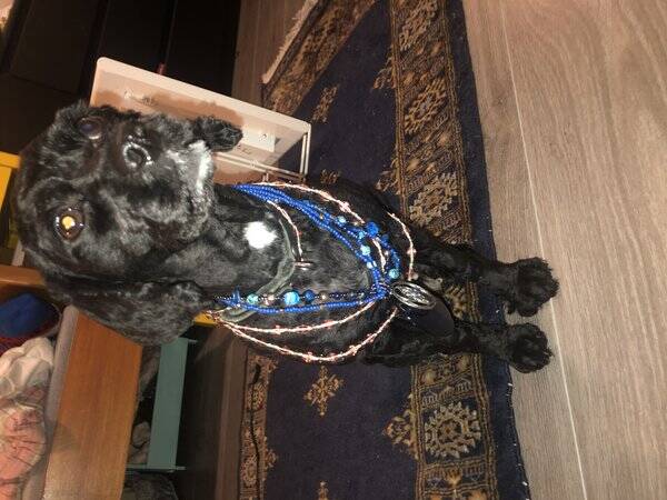 Hund