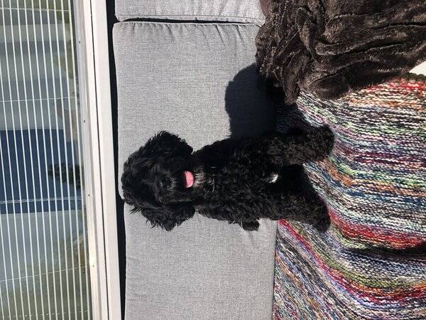Hund
