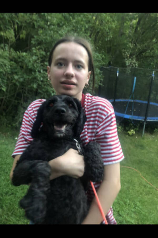Hund - Puddel og cavalier blanding (cavapoo)