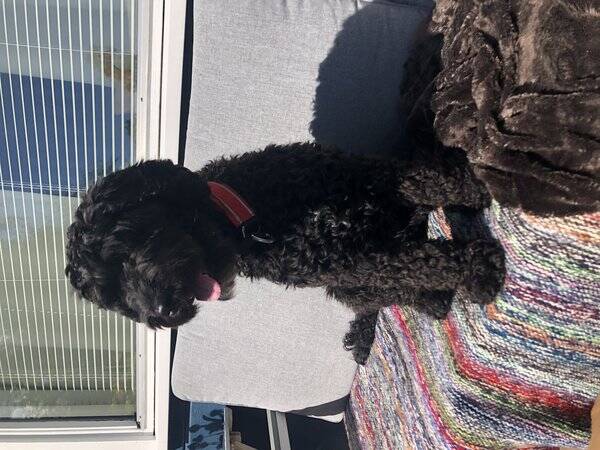 Hund - Puddel og cavalier blanding (cavapoo)