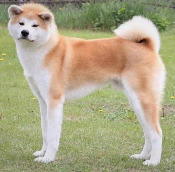 Hund - Akita