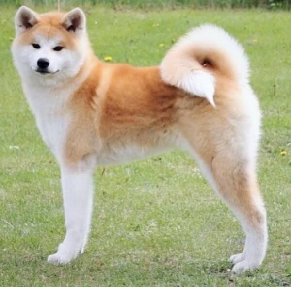 Hund - Akita Hund - Akita