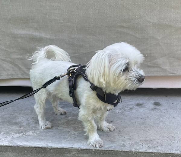 Hund - Malteser hane, Enzo 
